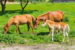 Wilde Lebennatur stockbild Wilde Lebennatur stockbild