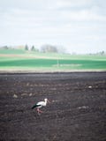 Wilde ooievaar in de weide royalty-vrije stock afbeelding Wilde ooievaar in de weide royalty-vrije stock afbeelding