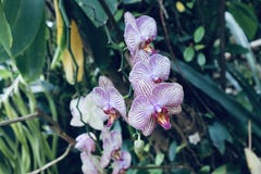 Wilde Orchideenkultur in einem botanischen Garten lizenzfreies stockfoto Wilde Orchideenkultur in einem botanischen Garten lizenzfreies stockfoto