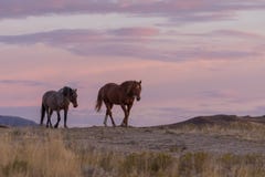 Wilde Pferde im Sonnenuntergang stockbild Wilde Pferde im Sonnenuntergang stockbild