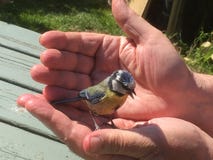 Wilde vogel in tot een kom gevormde handen stock afbeelding Wilde vogel in tot een kom gevormde handen stock afbeelding