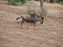 Wildebees del antílope en safari en Tarangiri-Ngorongoro fotografía de archivo Wildebees del antílope en safari en Tarangiri-Ngorongoro fotografía de archivo
