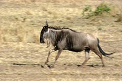 Wildebeest Royalty Free Stock Photography