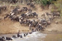 Wildebeest (Connochaetes taurinus) Great Migration