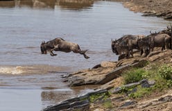 Wildebeest jump royalty free stock image Wildebeest jump royalty free stock image