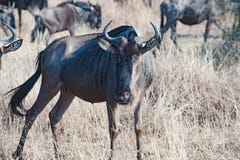 Wildebeest in Savanna of Serengeti Plain, Tanzania royalty free stock images Wildebeest in Savanna of Serengeti Plain, Tanzania royalty free stock images
