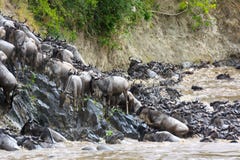 Wildebeest wspina się riverbank zdjęcia royalty free Wildebeest wspina się riverbank zdjęcia royalty free
