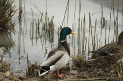 Wildente in dem Teich stock abbildung Wildente in dem Teich stock abbildung