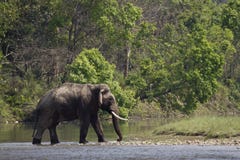 Wilder asiatischer Elefant, der den Fluss an Nationalpark Bardia, Nepal kreuzt stockbild Wilder asiatischer Elefant, der den Fluss an Nationalpark Bardia, Nepal kreuzt stockbild