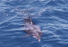 Wilder bootlenose Delphin gerade unter der blauen Oberfläche stockbilder Wilder bootlenose Delphin gerade unter der blauen Oberfläche stockbilder