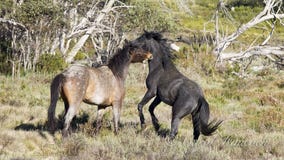 Wilder Colts spielen das Kämpfen - Brumby von Australien lizenzfreies stockfoto Wilder Colts spielen das Kämpfen - Brumby von Australien lizenzfreies stockfoto