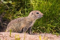 Wilder Ziesel in den natürlichen Lebensräumen stockfotos Wilder Ziesel in den natürlichen Lebensräumen stockfotos