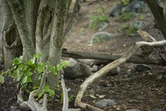  wilderness foto de stock royalty free