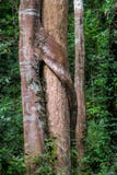Wildernis bosboom en lianas royalty-vrije stock afbeeldingen Wildernis bosboom en lianas royalty-vrije stock afbeeldingen