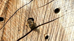 Wildes alleines Fliegen Bienen Osmia Bicornis vor einem Insektenhotel-Schutzkasten im Frühjahr gemacht vom hölzernen Stamm stock video Wildes alleines Fliegen Bienen Osmia Bicornis vor einem Insektenhotel-Schutzkasten im Frühjahr gemacht vom hölzernen Stamm stock video