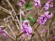 Wildes daphne, Paradiesanlagen-Daphne Mezereum-Abschluss herauf Schuss stockbilder Wildes daphne, Paradiesanlagen-Daphne Mezereum-Abschluss herauf Schuss stockbilder