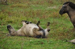 Wildes Pferd auf seiner Rückseite Lizenzfreie Stockfotos Wildes Pferd auf seiner Rückseite Lizenzfreie Stockfotos