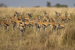 Wildes Tier in Afrika, serengeti Nationalpark stockbild Wildes Tier in Afrika, serengeti Nationalpark stockbild