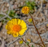 Wildflower amarelo do deserto da primavera imagem de stock Wildflower amarelo do deserto da primavera imagem de stock