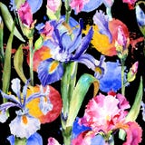 Wildflower iris flower pattern in a watercolor style. royalty free illustration Wildflower iris flower pattern in a watercolor style. royalty free illustration