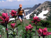 wildflower wycieczkowicza zdjęcie stock wildflower wycieczkowicza zdjęcie stock