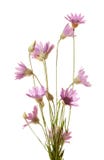 Wildflowers Stock Image