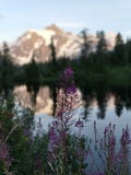 Wildflowers blisko Wspinają się Shuksan i Obrazują jezioro zdjęcie royalty free Wildflowers blisko Wspinają się Shuksan i Obrazują jezioro zdjęcie royalty free