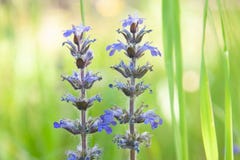 Wildflowers blu di estate immagine stock Wildflowers blu di estate immagine stock