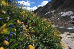 Wildflowers contra un lago frío de la montaña de Colorado fotos de archivo Wildflowers contra un lago frío de la montaña de Colorado fotos de archivo