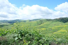 Wildflowers de Chino Hills images stock Wildflowers de Chino Hills images stock
