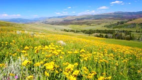 Wildflowers del parque nacional de Yellowstone Wildflowers del parque nacional de Yellowstone