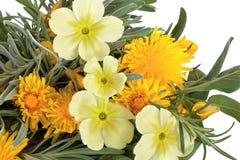 Wildflowers ed erbe immagini stock libere da diritti Wildflowers ed erbe immagini stock libere da diritti