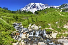 Wildflowers Edith Creek Paradise Mount Rainier National Park Was stock photo Wildflowers Edith Creek Paradise Mount Rainier National Park Was stock photo