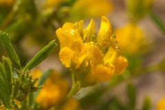 Wildflowers jaunes, macro Images libres de droits Wildflowers jaunes, macro Images libres de droits