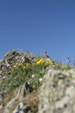 Wildflowers roses et jaunes s'élevant sur des roches en Ecosse image libre de droits Wildflowers roses et jaunes s'élevant sur des roches en Ecosse image libre de droits