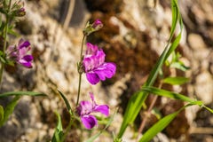 Wildflowers roxos do heterophylla do Collinsia das casas chinesas, pináculos parque nacional, Califórnia foto de stock royalty free Wildflowers roxos do heterophylla do Collinsia das casas chinesas, pináculos parque nacional, Califórnia foto de stock royalty free
