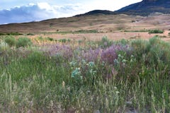 Wildflowers in Yellowstone stock afbeeldingen Wildflowers in Yellowstone stock afbeeldingen