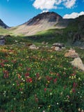 Wildflowers και μέγιστο V4 στη λεκάνη λιμνών πάγου, σειρά του San Juan, Κολοράντο στοκ φωτογραφίες με δικαίωμα ελεύθερης χρήσης Wildflowers και μέγιστο V4 στη λεκάνη λιμνών πάγου, σειρά του San Juan, Κολοράντο στοκ φωτογραφίες με δικαίωμα ελεύθερης χρήσης