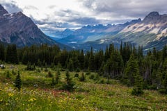 Wildflowers в луге обозревая долину Peyto стоковая фотография Wildflowers в луге обозревая долину Peyto стоковая фотография