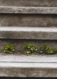 Wildflowers на деревянном загородном стиле шагов, одном месте для текста стоковые изображения rf Wildflowers на деревянном загородном стиле шагов, одном месте для текста стоковые изображения rf