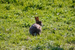 Wildkaninchen auf einer Wiese in Süd-England lizenzfreie stockfotos Wildkaninchen auf einer Wiese in Süd-England lizenzfreie stockfotos
