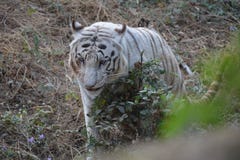 wildlife στοκ φωτογραφίες με δικαίωμα ελεύθερης χρήσης wildlife στοκ φωτογραφίες με δικαίωμα ελεύθερης χρήσης