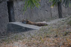 wildlife στοκ φωτογραφία με δικαίωμα ελεύθερης χρήσης wildlife στοκ φωτογραφία με δικαίωμα ελεύθερης χρήσης