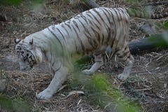 wildlife στοκ φωτογραφίες wildlife στοκ φωτογραφίες