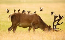 wildlife στοκ εικόνες wildlife στοκ εικόνες