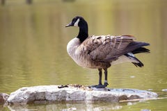 Wildlife Birds Canadian Canada Goose Standing Blue Pond Afternoon royalty free stock photo Wildlife Birds Canadian Canada Goose Standing Blue Pond Afternoon royalty free stock photo