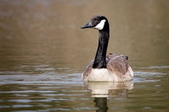 Wildlife Birds Canadian Canada Goose Swimming Green Algae Pond Afternoon royalty free stock photos Wildlife Birds Canadian Canada Goose Swimming Green Algae Pond Afternoon royalty free stock photos