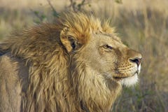 Wildlife, Lion, Terrestrial Animal, Wilderness Stock Images Wildlife, Lion, Terrestrial Animal, Wilderness Stock Images