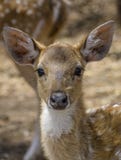 wildlife στοκ εικόνες wildlife στοκ εικόνες