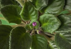 Will soon blossom buds with flowers stock photo Will soon blossom buds with flowers stock photo